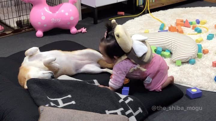 Moguのインスタグラム：「. またお腹なでてもらえると勘違いしたなの。 I thought my sis will stroke my tummy. #足タッチされるとお腹出す癖やめたい #もぐの悩み #タッチされてすらいない #当たっただけ . @the_shiba_mogu  #柴犬 #shibainu #shiba#赤柴 #redshiba#犬 #dog#しばいぬ#nannydog#犬と子供#子供と犬#柴犬と子供#柴#赤ちゃんと犬#犬と赤ちゃん#柴犬と赤ちゃん#赤ちゃんと柴犬#柴犬のいる暮らし#子守犬」
