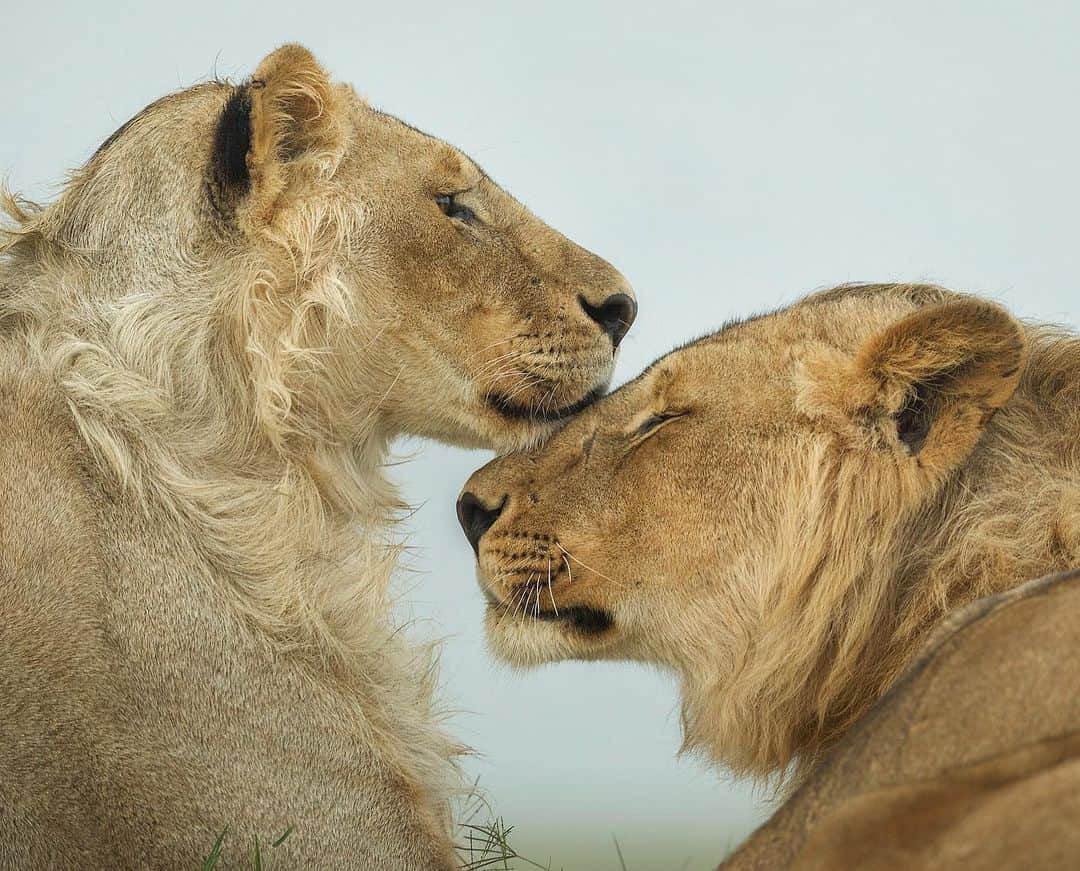 Chase Dekker Wild-Life Imagesのインスタグラム：「The ferocity that lions usually claim was lost a little here as the two young lion brothers couldn’t seem to get enough of each other. I loved the tenderness these two lions showed as it really was a testament to how tight knit their large pride was.」