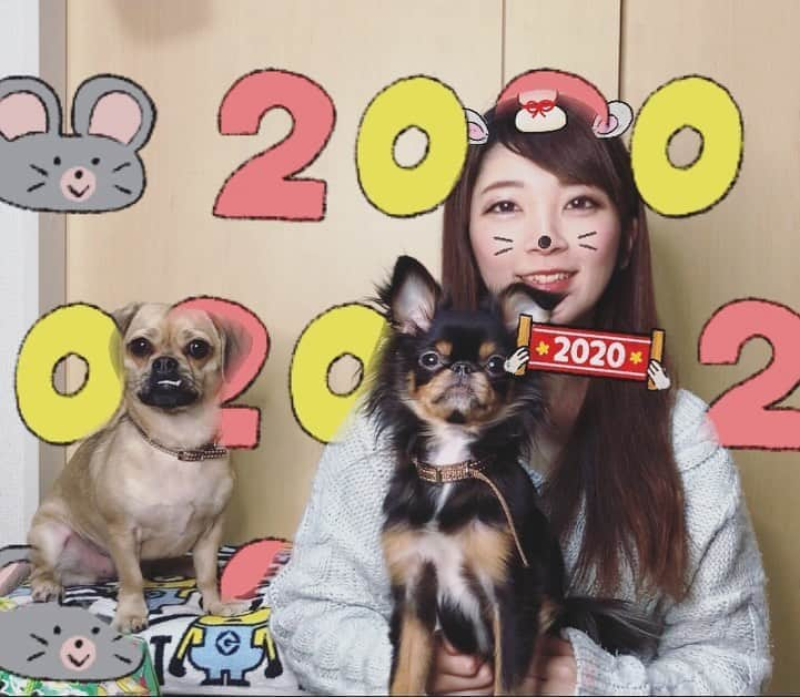 服部彩香さんのインスタグラム写真 - (服部彩香Instagram)「2020年も3匹のことを 宜しくお願い致します🐭✨ . #モデル #グラドル #被写体 #チワワ #チワワミックス #狆 #狆ミックス #狆チワ #パグックス #パグミックス #ダックスミックス #ミックス犬 #ミックス犬愛好会  #いぬ  #愛犬 #いぬすたぐらむ  #いぬバカ部  #いぬばか  #いぬのいる暮らし  #いぬのいる生活  #犬好きな人と繋がりたい  #犬好きさんと繋がりたい」1月3日 2時40分 - ayasyan1112