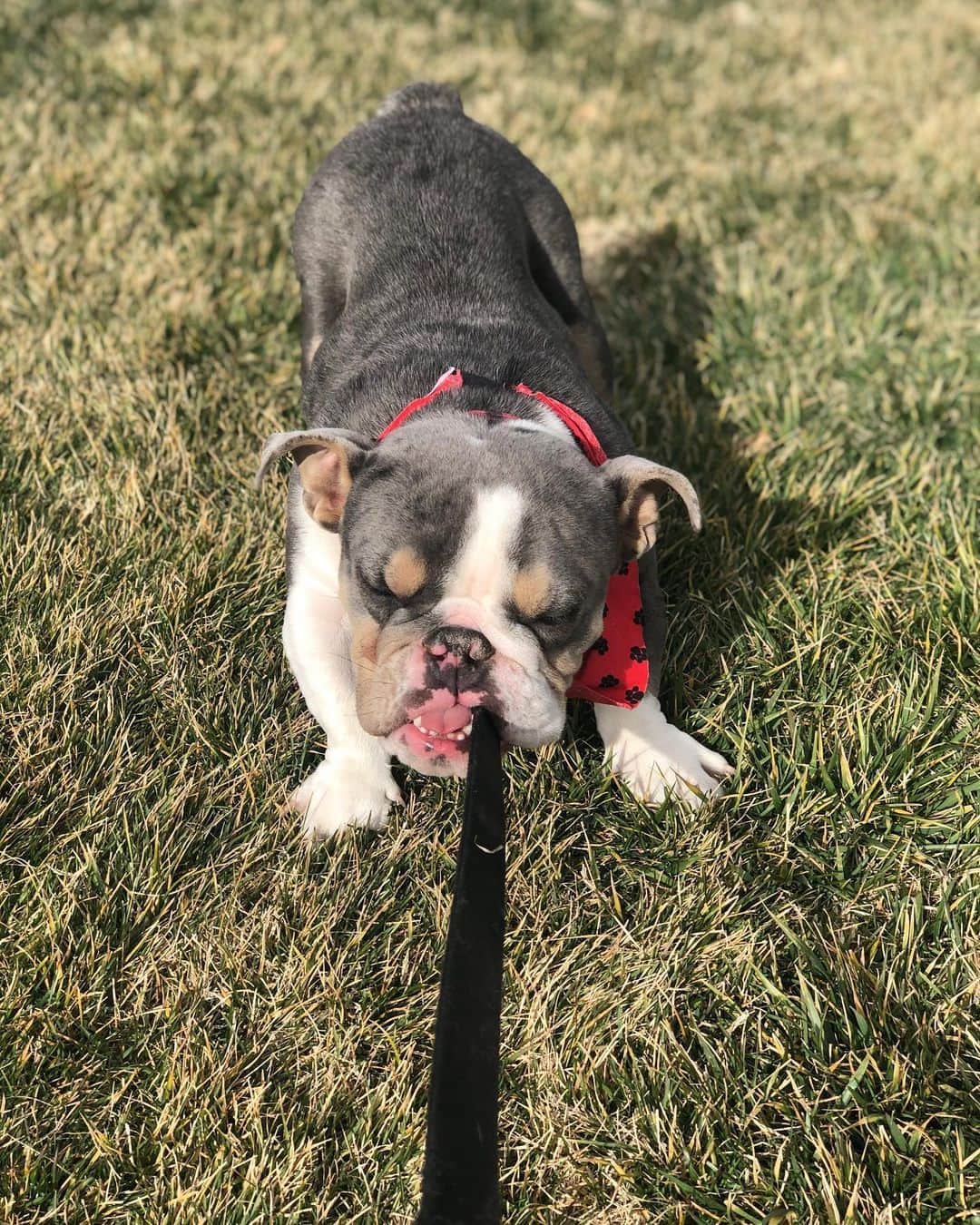 Bodhi & Butters & Bubbahのインスタグラム：「Bulldog or baby Yoda? 🧐 . . . . . #bulldog #babyyoda #baby #yoda #starwars #puppy #cute #boy #love #smile #dogsofinstagram #bestoftheday #funny」