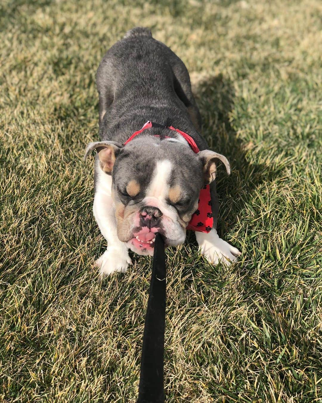 Bodhi & Butters & Bubbahさんのインスタグラム写真 - (Bodhi & Butters & BubbahInstagram)「Bulldog or baby Yoda? 🧐 . . . . . #bulldog #babyyoda #baby #yoda #starwars #puppy #cute #boy #love #smile #dogsofinstagram #bestoftheday #funny」1月3日 2時40分 - keonistuff