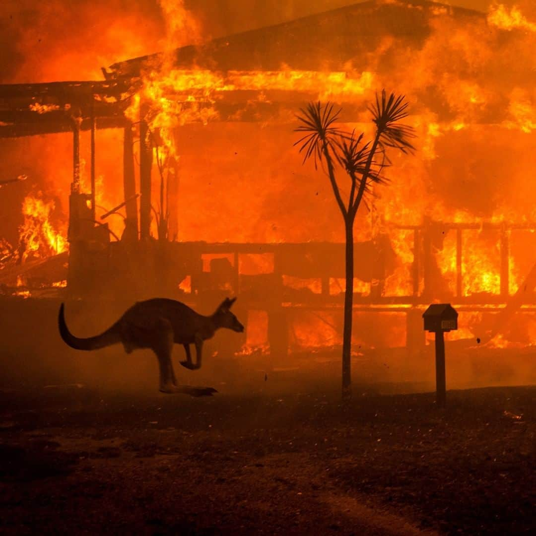 ニューヨーク・タイムズさんのインスタグラム写真 - (ニューヨーク・タイムズInstagram)「Huge wildfires in Australia are growing steadily bigger, causing tens of thousands of people along the country’s southeastern coast to evacuate. The state of New South Wales declared a state of emergency on Thursday, with the authorities warning that the fires heading their way this weekend might be the worst yet in an already catastrophic season. The devastation is immense. At least 15 people have died, with 8 deaths confirmed in the past week. Fires raged across forest and scrubland along Australia’s Pacific coast, choking cities with thick smoke, charring more than 1,000 houses and killing countless wild animals. Australia is normally hot and dry in summer, but climate change, which brings more frequent and longer periods of extreme heat, worsens these conditions and makes vegetation drier and more likely to burn. Tap the link in our bio to read more about the worst fire season in Australia’s recorded history. @mattabbottphoto took this photo of a kangaroo rushing past a burning house in Lake Conjola, New South Wales.」1月3日 3時01分 - nytimes