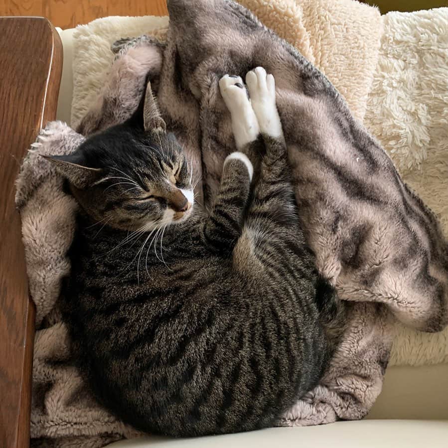 takegaeruのインスタグラム：「スヤてんちゃん😴 脚ピン可愛いねん😙 #猫 #cat #よもねこ #よもぎねこ #キジトラ #きじとら」