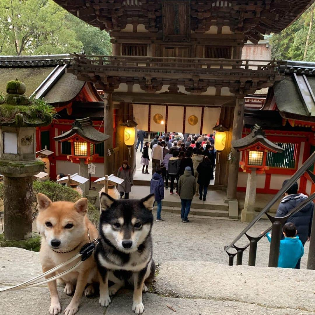 豆柴なつ&ふゆさんのインスタグラム写真 - (豆柴なつ&ふゆInstagram)「After we eat New Year’s dish, We visited a shrine to make wishes for new year😊❤️❤️ ワンコ用お節食べてから初詣😊❤️❤️ #お正月 #newyearfood #ワンコ用おせち  #手作りおせち #newyear #初詣 #石上神宮  #handmadefood #柴犬ライフ#pecoいぬ部 #shiba_snap #osechi  #柴犬#shiba #shibainu #shibastagram #shibamania #pecoいぬ部 #豆柴 #shibainumag_feature #instafollow  #dogoftheday #instashiba #thedailyshibainu #🐕📷 #theshibasociety #mameshiba  #柴#proudshibas  #柴犬マニア」1月2日 19時16分 - mameshiba.natsuinu56