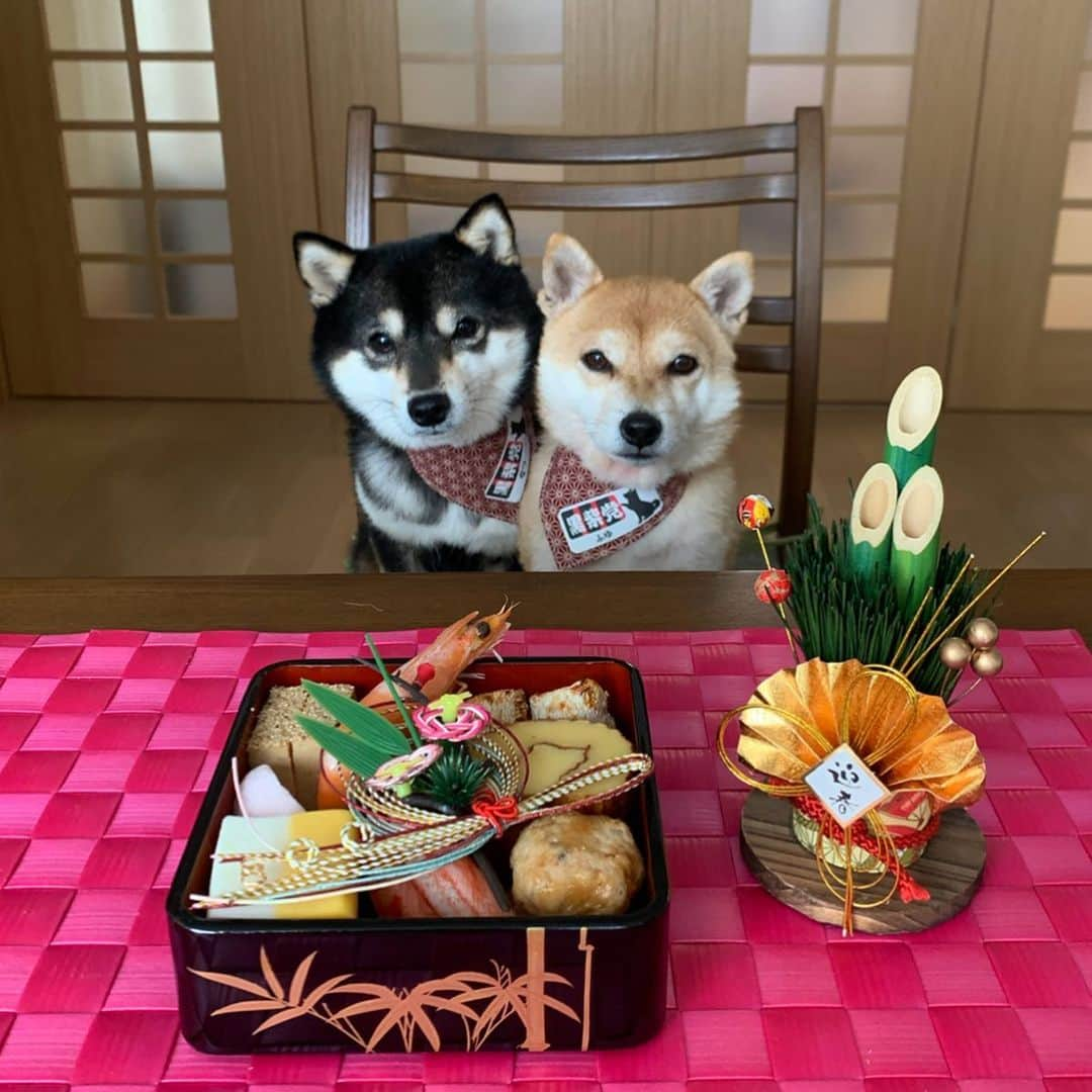 豆柴なつ&ふゆさんのインスタグラム写真 - (豆柴なつ&ふゆInstagram)「After we eat New Year’s dish, We visited a shrine to make wishes for new year😊❤️❤️ ワンコ用お節食べてから初詣😊❤️❤️ #お正月 #newyearfood #ワンコ用おせち  #手作りおせち #newyear #初詣 #石上神宮  #handmadefood #柴犬ライフ#pecoいぬ部 #shiba_snap #osechi  #柴犬#shiba #shibainu #shibastagram #shibamania #pecoいぬ部 #豆柴 #shibainumag_feature #instafollow  #dogoftheday #instashiba #thedailyshibainu #🐕📷 #theshibasociety #mameshiba  #柴#proudshibas  #柴犬マニア」1月2日 19時16分 - mameshiba.natsuinu56