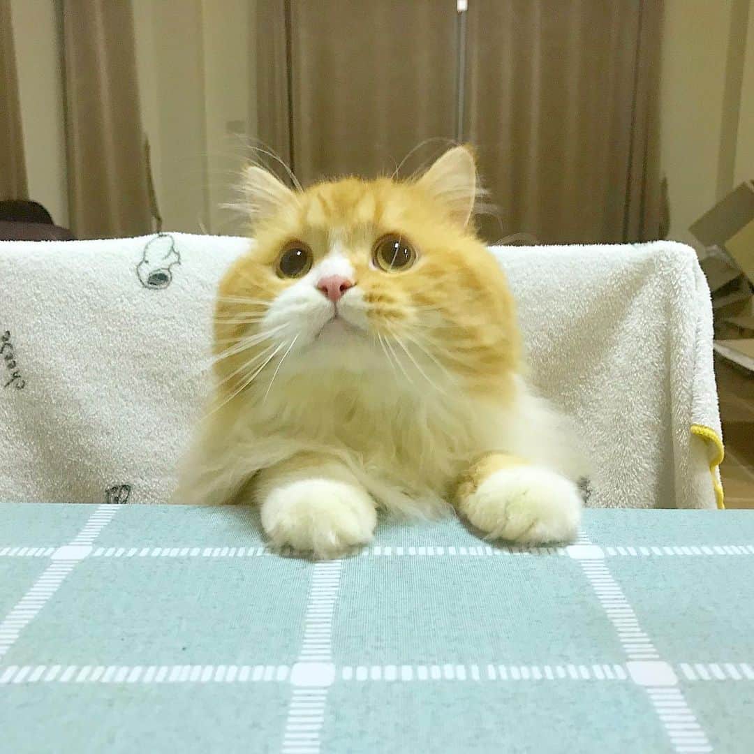 Haruのインスタグラム：「Mama is home so let’s play hide and seek. 🥰 #มาเล่นกาน #คิดถึงที่สุด #alexpussinboots」