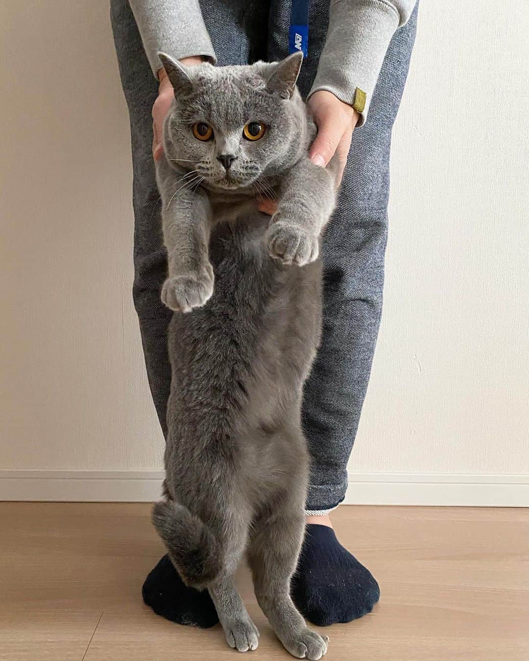 のインスタグラム：「☺︎ 新年一発めのオールグレー . #loopwheeler #ループウィラー . #britishshorthair  #ブリティッシュショートヘア」