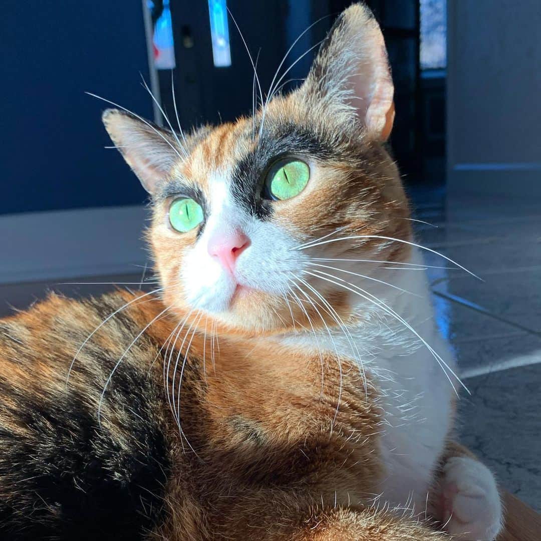 のインスタグラム：「Still meowdeling in 2020😻」