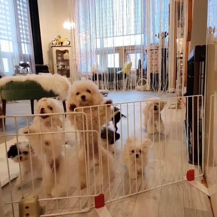 띠비비샤샤루루슈엘のインスタグラム