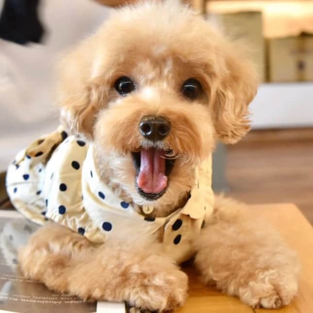 Truffle??松露?トリュフさんのインスタグラム写真 - (Truffle??松露?トリュフInstagram)「📆(2Jan2020) 🥰I woof you a Happy New Year!🎉May 2020 be a prosperous year for everyone🥳Be blessed with good health, happiness and abundance of love❤️#goodbye2019#thankfulforfriendship#happy2020」1月2日 20時50分 - trufflethetrouble