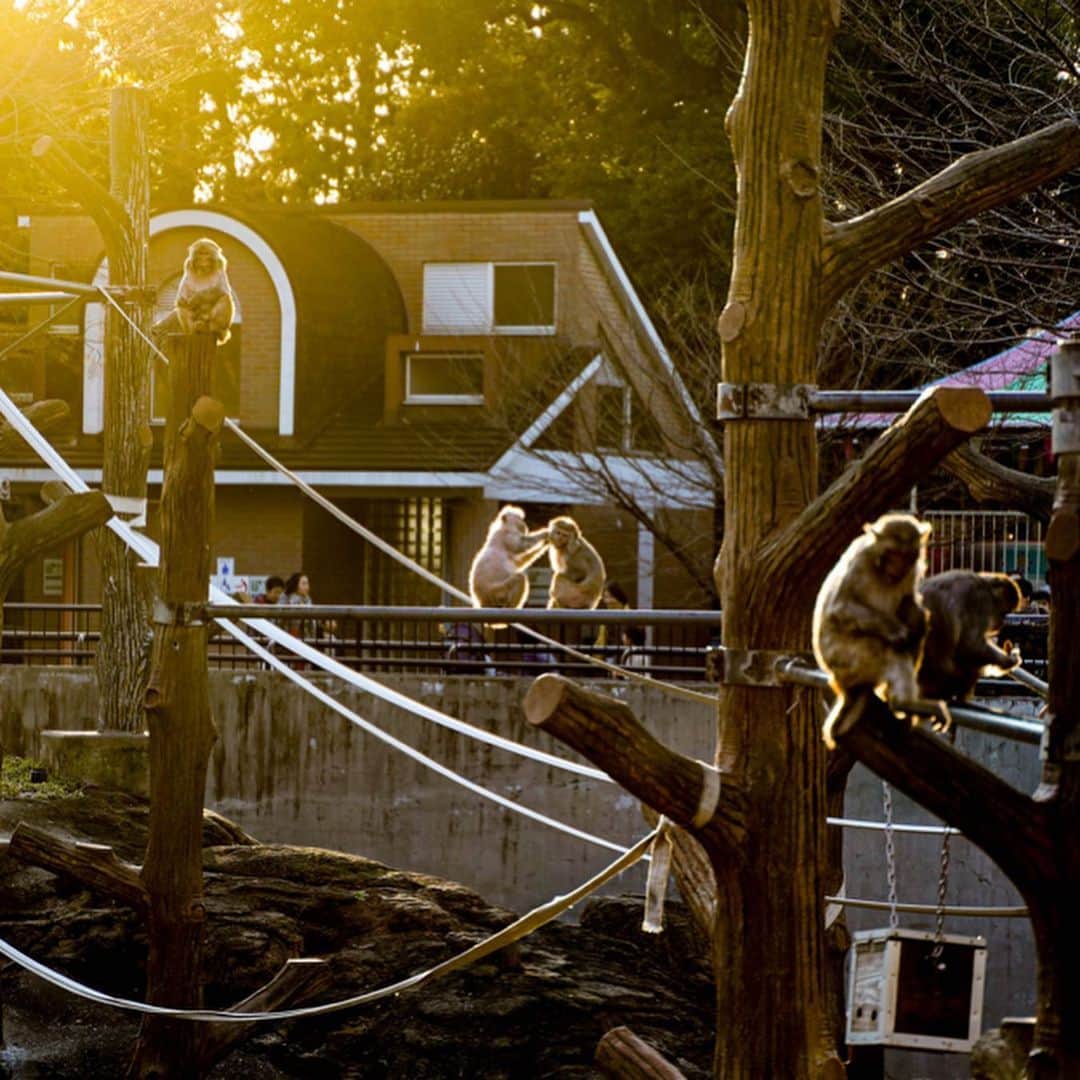 近藤研二さんのインスタグラム写真 - (近藤研二Instagram)「初詣のあとツシマヤマネコのいる井の頭動物園へ。  モルモットがちびっ子に大人気。がんばれ今年  #井の頭動物園 #ツシマヤマネコ #アムールヤマネコ」1月2日 22時43分 - kenjikond0