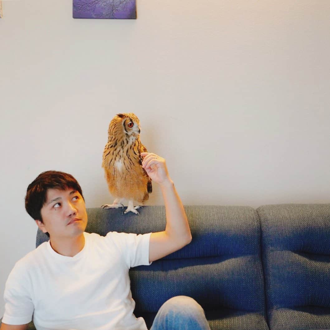 GEN3 Owlのインスタグラム：「のんびり正月を満喫中 I'm relaxing New Year holidays. #owl #owlgaru」