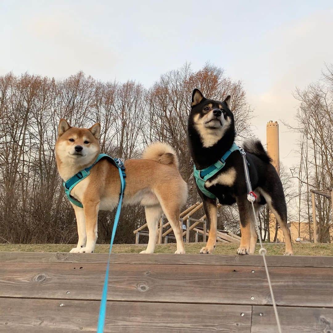 ?Fricko the Shiba Inu?のインスタグラム：「We had a fun walk today!!😆😆 🐾 🐾 🐾 #FrickoandKeaton #🐶 #☀️ #shiba #shibainu #dog #柴犬 #赤柴 #黒柴  #adorable #shibalovers #shibaholics  #dogoftheday  #weeklyfluff #aww #dogstagram  #dogscorner #puppiesofinstagram #shibapuppy」