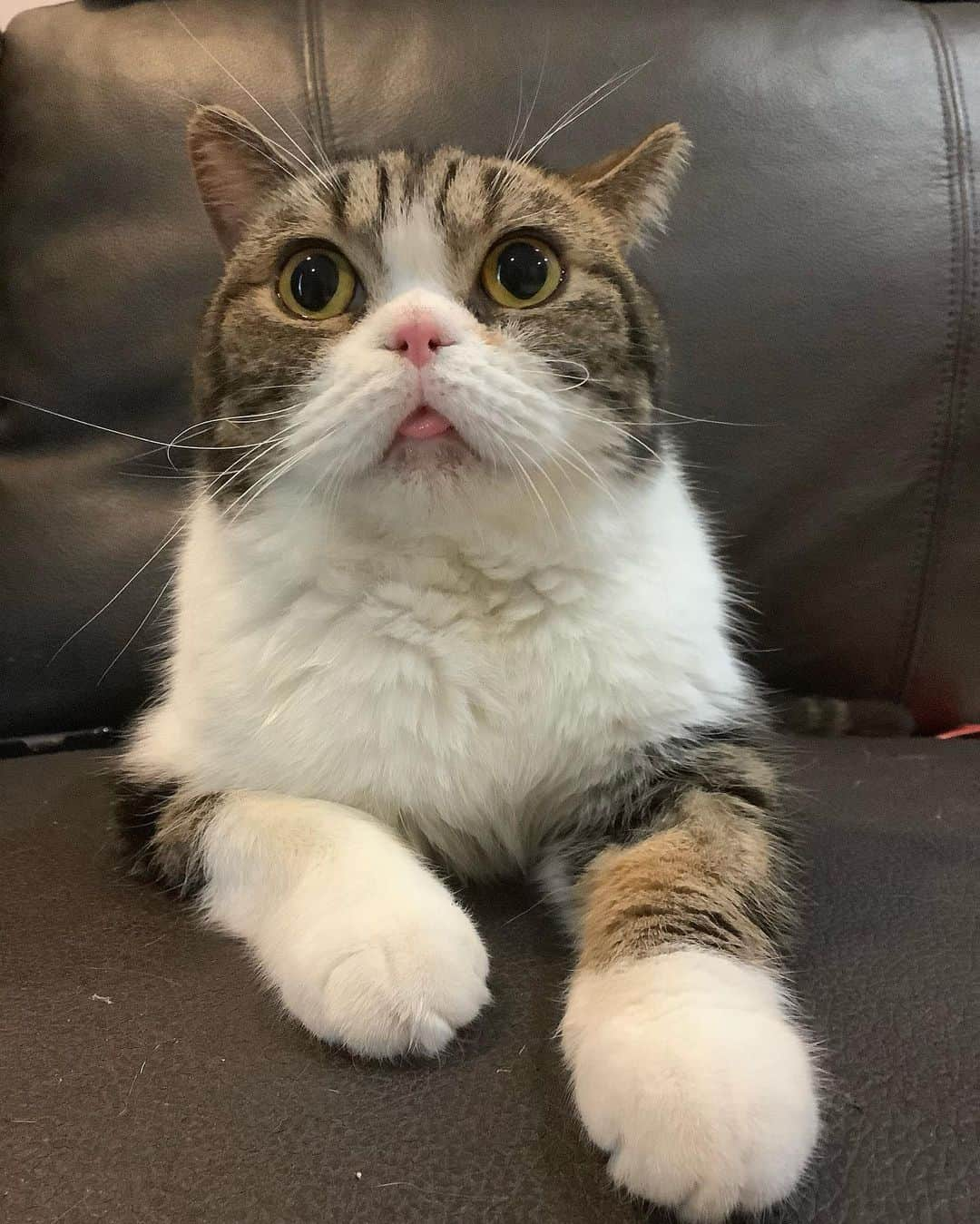 Som Siriさんのインスタグラム写真 - (Som SiriInstagram)「How is your new year going so far?  #cheetahteamonlyyui #scottishfold #catsofinstagram #ทาสแมว」1月3日 0時39分 - onlyyui