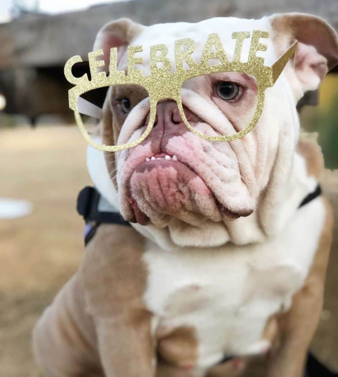 Bodhi & Butters & Bubbahのインスタグラム：「Ready to take on 2020 #wegotthis . . . . . @extrabasilplease . #bulldog #2020 #goodbye #2019 #bringiton #newyear #positivevibes #beautiful #puppy #dogsofinstagram #bestoftheday #celebration」