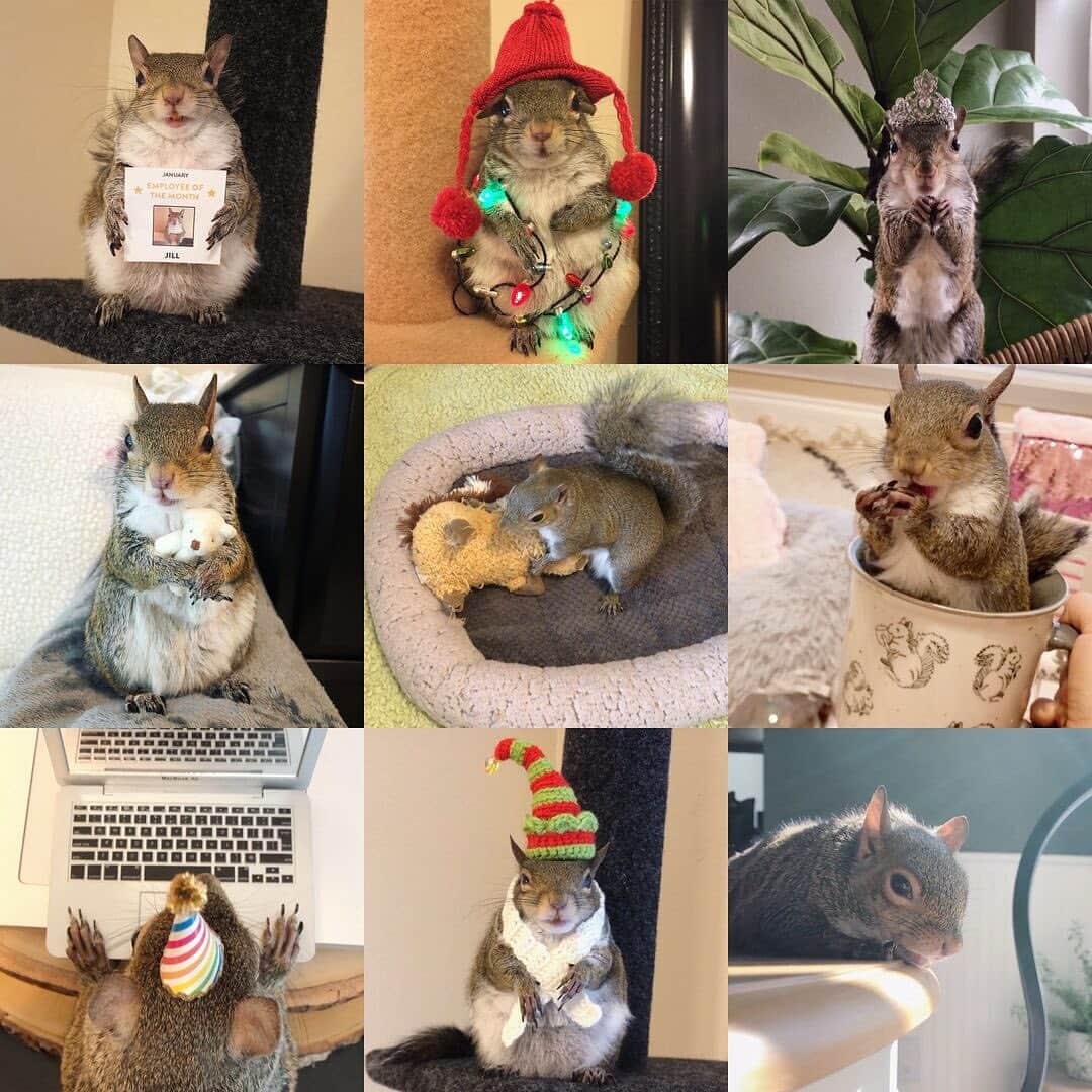 Jillさんのインスタグラム写真 - (JillInstagram)「2019 Top Nine:⁣ Hats and Chill⁣ ⁣ ⁣ ⁣ petsquirrel #squirrel #squirrels #squirrellove #squirrellife #squirrelsofig #squirrelsofinstagram #easterngreysquirrel #easterngraysquirrel #ilovesquirrels #petsofinstagram #jillthesquirrel #thisgirlisasquirrel #2019 #2019topnine」1月3日 0時52分 - this_girl_is_a_squirrel