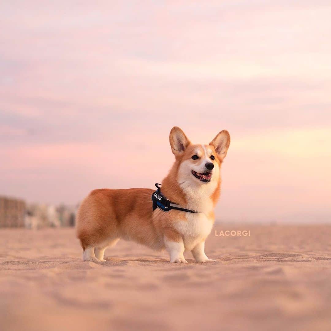 Geordi La Corgiさんのインスタグラム写真 - (Geordi La CorgiInstagram)「HAPPY NEW YEAR FRIENDS! 🎉⁣⁣ ⁣⁣ Normally I don't set New Year's goals but decided to this year:⁣⁣ ⁣⁣ - Go on more adventures - if our Southwest road trip has taught me anything, it's that corgis are kickass dogs who thrive outdoors and can out-hike hoomans any day. ⁣⁣ ⁣⁣ - Have the confidence to illustrate/design/create more. And learn to accept that being done is better than being perfect. ⁣⁣ ⁣⁣ - Return to agility. I allowed my job to overrun my life last year, and it left me very little time for anything else. Agility is Geordi's favorite thing ever, and I can't wait to go back to classes (and hopefully competitions) with him. ⁣⁣ ⁣⁣ - Spend more quality time with the ones I love. 💛⁣⁣ ⁣⁣ Let's make 2020 the best year yet!」1月3日 1時08分 - lacorgi