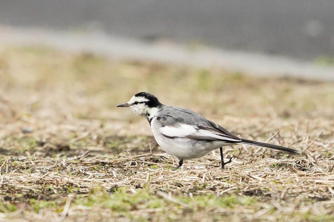 高田雄一さんのインスタグラム写真 - (高田雄一Instagram)「野鳥を撮るために200-600を導入しました。  やっぱり野鳥たよね。」1月3日 1時22分 - takadametal