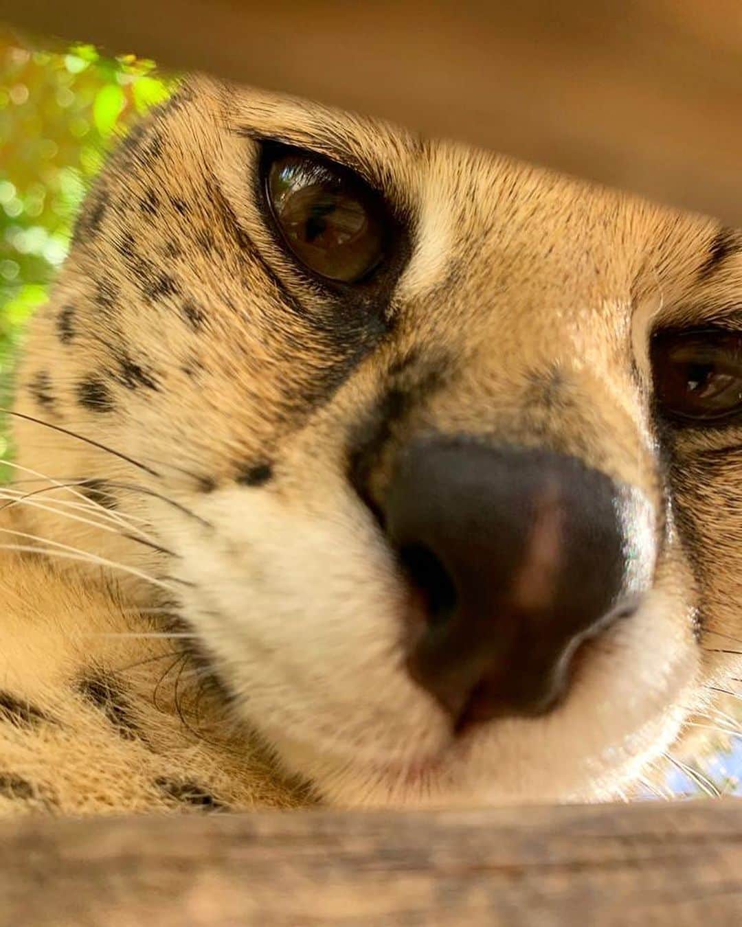 Zoological Wildlife Foundationさんのインスタグラム写真 - (Zoological Wildlife FoundationInstagram)「Hey you...😜 #zwfmiami #littleflirt」1月3日 1時52分 - zwfmiami