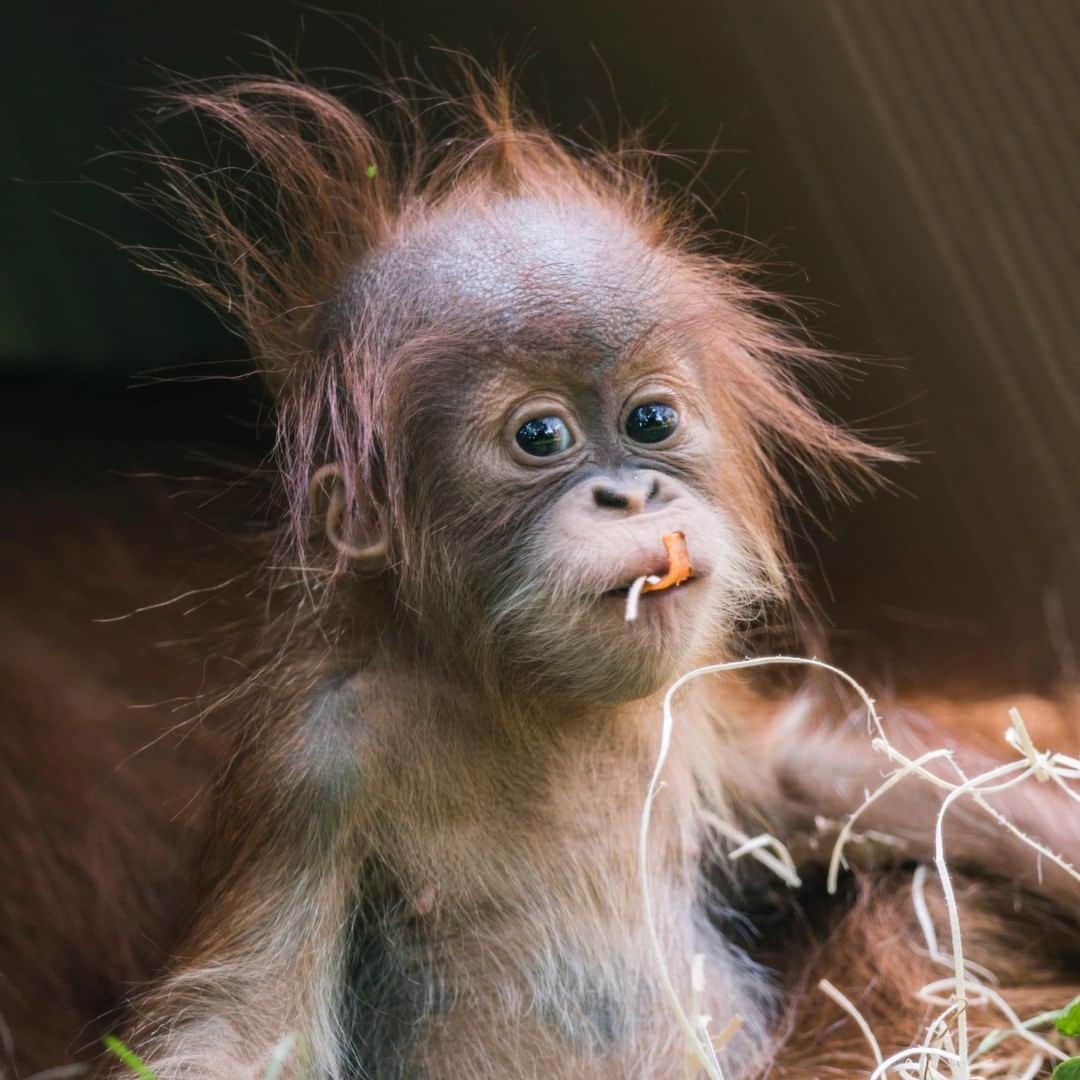 アニマルプラネットさんのインスタグラム写真 - (アニマルプラネットInstagram)「She woke up like this! 😍 This orangutan just took a DNA test, and found out she shares 98.6% of our DNA! We both play, have complex emotions (OMG, YES!) and intelligence, and a very similar physical makeup! . . . . . . #animalplanetupclose #animalsofinstagram #animalplanet #animaloftheday #wild #wildlife #outdoors #animals #wildanimals #conservation #nature #animallovers #instanature #wildgeography」1月3日 2時00分 - animalplanet