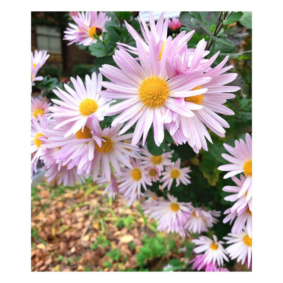 理絵さんのインスタグラム写真 - (理絵Instagram)「🌸🌸🌸 .  #flowers #flower #꽃 #fiore #花 #tokyo #japan」1月3日 12時39分 - ____rie____