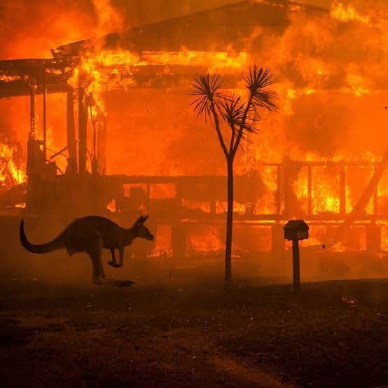 Tammyさんのインスタグラム写真 - (TammyInstagram)「Our home is burning 💔 these are the worst bushfires on record and they are still burning.  5 million hectares (15 MILLION ACRES!!!) of land has burned.  Our wildlife are burning alive (more than 500 MILLION!!) & many homes have been lost.  I Stay praying for all the families & the firefighters & the lives lost.  Link in my bio for one of the many organisations you can donate to & there is a wildlife emergency fund you can donate to on @wireswildliferescue」1月3日 12時35分 - tammyhembrow