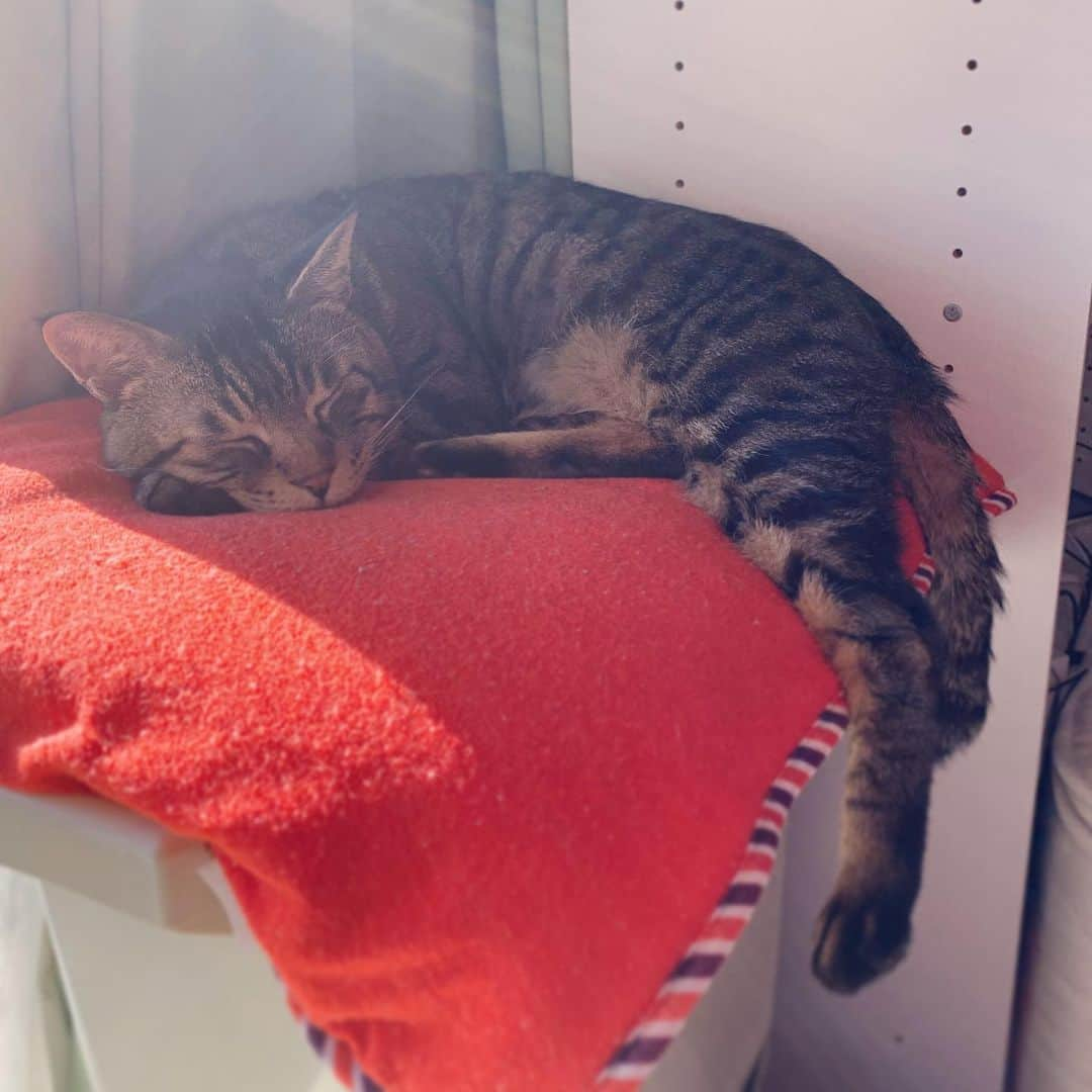 Musashiさんのインスタグラム写真 - (MusashiInstagram)「おはムサシ！ ぽかぽかぽか。Sunbathing. #musashi #mck #cat #キジトラ #ムサシさん #ねこすたぐらむ #musashi_the_cat」1月3日 12時36分 - _daisy