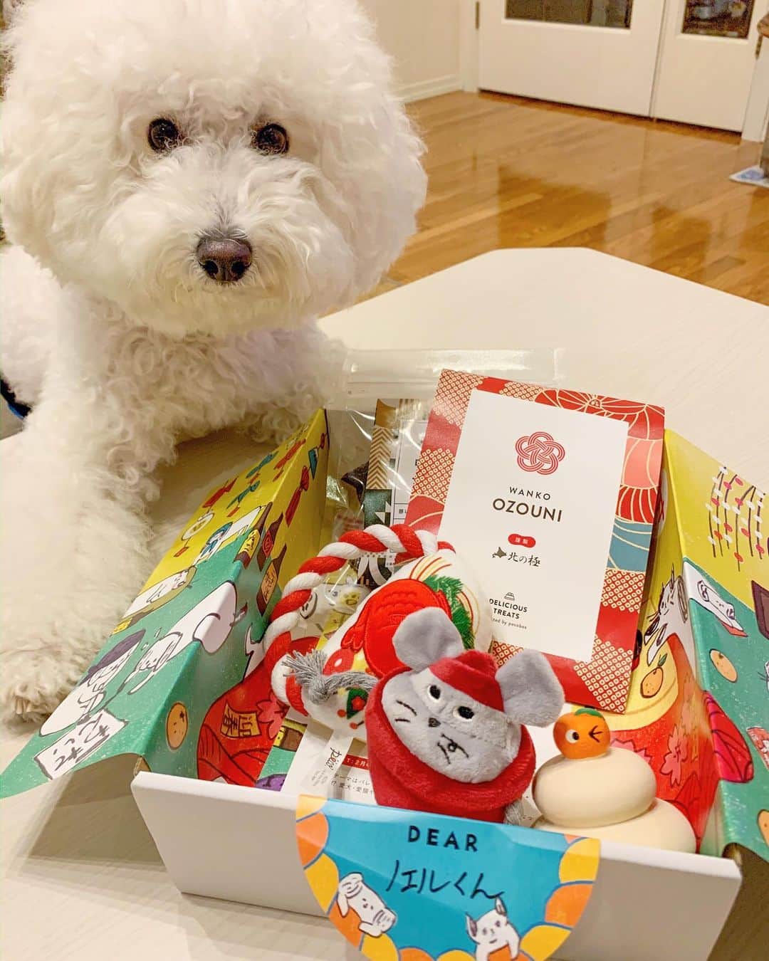 松山愛里さんのインスタグラム写真 - (松山愛里Instagram)「. ノエルさんにお年玉🧧🐭🍊 おもちゃとおやつ気に入ってくれたようです🐩 わんちゃん用のお雑煮が入っていたのはびっくり！ 一緒にお正月気分を味わえるね〜🎍 @pecobox_official #松山ノエル#ビションフリーゼ#鏡餅のおもちゃ#ピーピーなる#私も楽しく一緒に遊んでいる#pecobox#お楽しみギフトbox#ふわもこ部#わたあめ犬」1月3日 12時57分 - airi__matsuyama