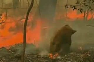 アニヤ・ルービックさんのインスタグラム写真 - (アニヤ・ルービックInstagram)「I am watching what is happening in Australia and I am devastated. Ecologists from the University of Sydney estimate 480 million mammals, birds and reptiles have died due to the fires. Among these, 8000 koalas are believed to have burnt to death - nearly one third of the entire koala population in New South Wales (NSW). Summer wildfires are common in Australia, but climate change is making them worse. Spring rainfall has declined in recent decades, even as temperatures rise, extreme heat events become more common and droughts turn more severe.  This is our reality!!! 🇵🇱🇵🇱🇵🇱Obserwuję, co dzieje się w Australii i jestem zdruzgotana.  Ekolodzy z Uniwersytetu w Sydney szacują, że 480 milionów ssaków, ptaków i gadów zginęło z powodu pożarów.  Spośród nich 8000 koali spłonęło żywcem - prawie jedna trzecia całej populacji koali w Nowej Południowej Walii (NSW). Letnie pożary są powszechne w Australii, ale zmiany klimatu pogarszają je.  Wiosenne opady są mniejsze, temperatury rosną, ekstremalne zjawiska upałów stają się bardziej powszechne, a susze stają się bardziej dotkliwe. #australiafires #bushfiresaustralia」1月3日 5時19分 - anja_rubik