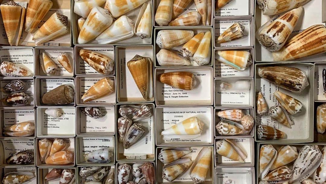 Robert Clarkさんのインスタグラム写真 - (Robert ClarkInstagram)「In her search for venom to create novel therapeutics, Mande Holford, a chemistry professor at Hunter College and the Graduate Center of the city of CITY University of New York, is digitizing the catalog of all the venomous marine snails at the American Museum of Natural History. This set of pictures was shot on assignment for @natgeo  for the cover article of December on “The New Science of Pain”」1月3日 6時27分 - robertclarkphoto