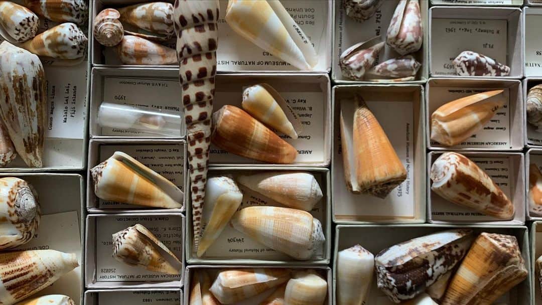 Robert Clarkさんのインスタグラム写真 - (Robert ClarkInstagram)「In her search for venom to create novel therapeutics, Mande Holford, a chemistry professor at Hunter College and the Graduate Center of the city of CITY University of New York, is digitizing the catalog of all the venomous marine snails at the American Museum of Natural History. This set of pictures was shot on assignment for @natgeo  for the cover article of December on “The New Science of Pain”」1月3日 6時27分 - robertclarkphoto
