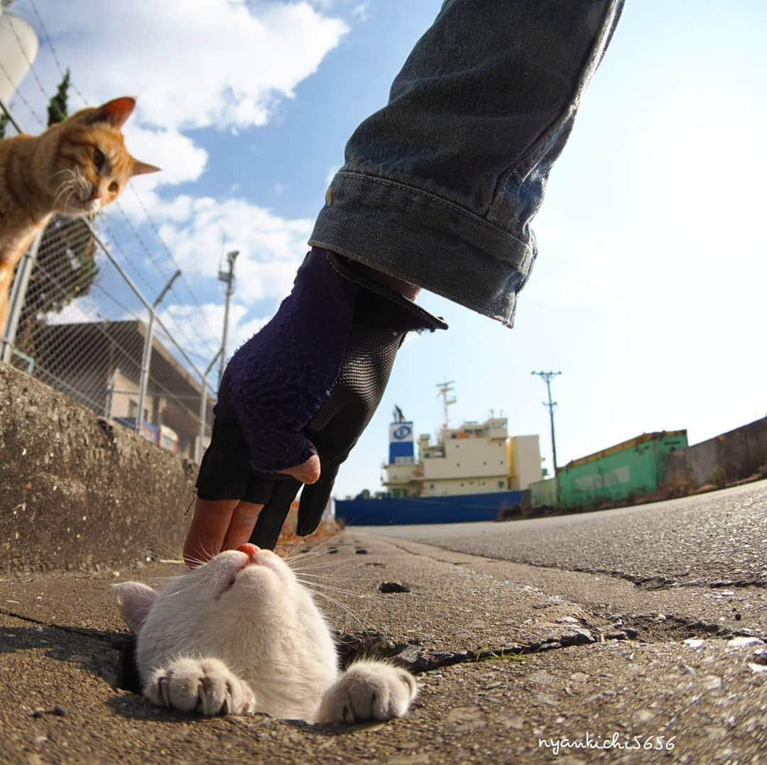 路地裏のにゃん吉のインスタグラム