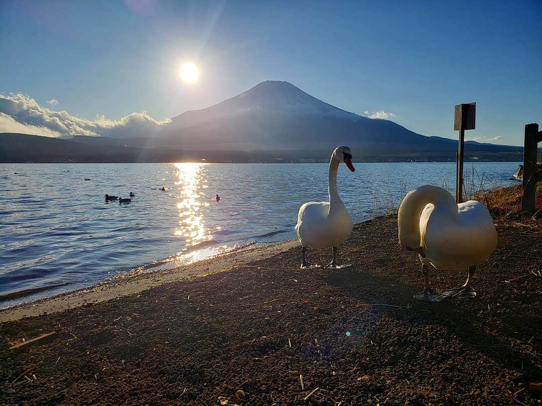 上杉隆さんのインスタグラム写真 - (上杉隆Instagram)「白鳥の湖 #swanlake #mtfuji🗻 #yamanakako #yamanashi🗻 #japan🇯🇵」1月3日 8時54分 - takashiuesugi