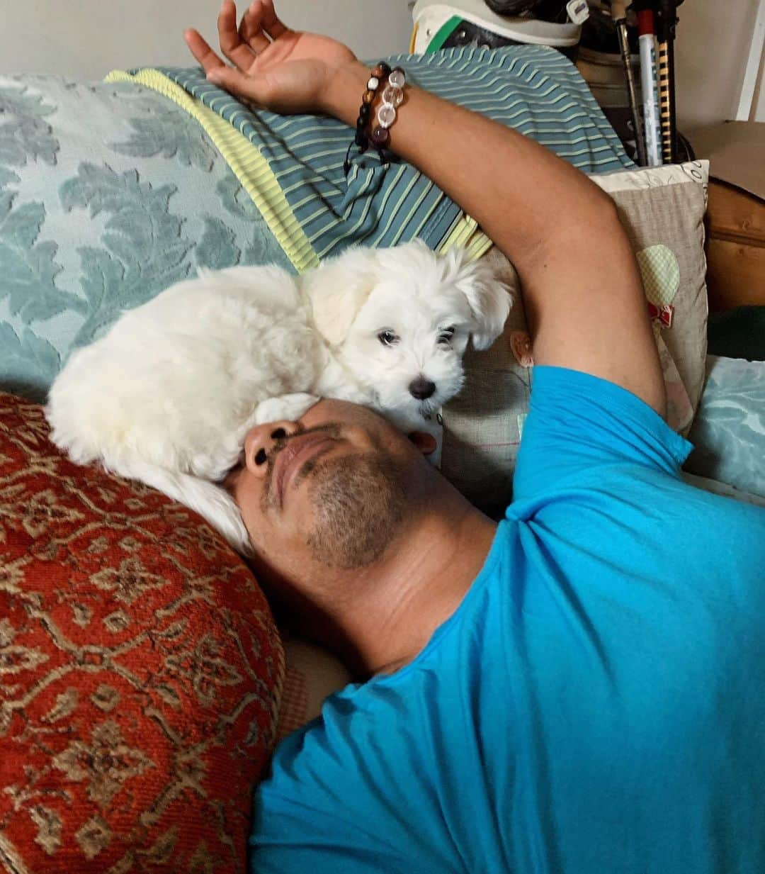 タッド・フジカワさんのインスタグラム写真 - (タッド・フジカワInstagram)「STARTING OFF 2020 LIKE...🙄🤣🤣 Who needs face masks when you have a puppy mask?🤔😂 • • #dog #puppy #maltese #family #professional #golfer #athlete #selfie #asian #life #love #home #hawaii #oahu #travel #adventure #pride #visibility #inspiration #gay #instagay #gayguy #gayboy #inclusion #lgbtq #advocate #activist #instagram #influencer」1月3日 9時28分 - taddy808