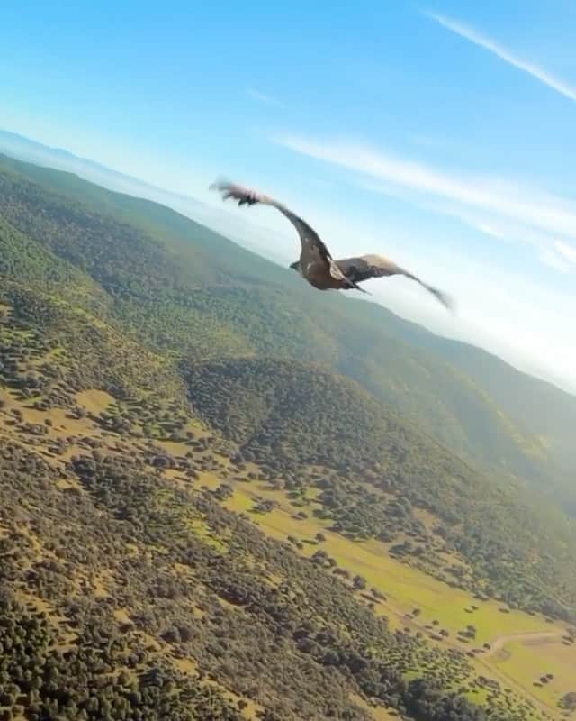 WildLifeのインスタグラム：「Vulture in flight 🦅  by @andriu_fpv」
