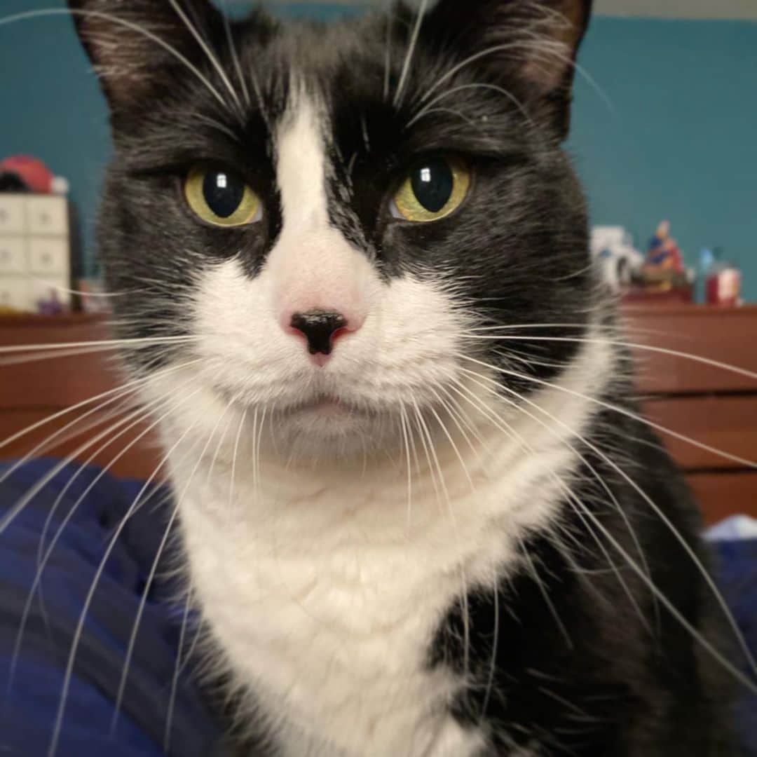 Tuxedo Cat Brosさんのインスタグラム写真 - (Tuxedo Cat BrosInstagram)「Whiskers so long, they don’t even fit in frame. 😻 #everybodyloveshugo」1月3日 9時39分 - tuxedotrio