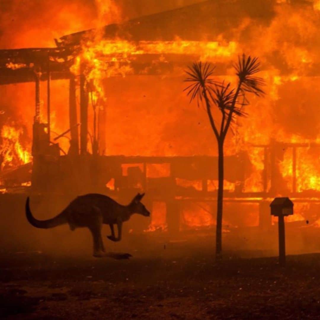 フィービー・トンキンさんのインスタグラム写真 - (フィービー・トンキンInstagram)「Some heartbreaking facts about the Australian Fires.  #attnscottmorrison -500 million Animals Killed (And the threat is not over, with wildlife rescue groups likely to be helpless in many instances. It is largely a job of euthanasing at this stage, both livestock and wildlife," Dr Davidson said. They are so severely burned that there is nothing better you can do than end their suffering”-source: 9news) **If you want some happier news, google the man housing all the zoo animals in his house from Mogo Wildlife Park.** -In total, more than 5.9 million hectares (14.6 million acres) have been burned -- an area larger than the countries of Belgium and Haiti combined. -multiple deaths and missing persons, with the number expected to rise. -A third of Nsw’s Koalas have been killed.  IF YOU WANT TO KNOW HOW YOU CAN HELP 💔 . Words via: @2040film  thanks for sharing @emmalovesluna ... The bushfire emergency is continuing to cause devastation across Australia in NSW and QLD. If you're looking for ways you can help those affected, here are a few actions you can take: . ∙ @givit_aus are coordinating donations and goods for Queenslanders affected by the fires: http://www.givit.org.au/ . ∙  @redcrossau have also launched an appeal: https://www.redcross.org.au/…/disaster-relief-and-recovery-… . ∙ Donate or support a wildlife rescue group such @therescuecollective  https://mkc.org.au/donations/trcqld in QLD or WIRES in NSW. . ∙ If you are in QLD and can volunteer transport and time to support wildlife rescue efforts: https://www.facebook.com/groups/arftrcvols/ . ∙ Write to your MP to encourage urgent action on climate change, underlining that bushfire seasons are lengthening and predicted to increase in frequency and intensity. Here’s an article which may help you: https://www.theguardian.com/…/climate-change-partly-to-blam… . ∙ To find your MP and how they vote on the issue see: https://theyvoteforyou.org.au/ . ∙ Support the firefighters who are urging action on climate by sharing this tile https://www.facebook.com/…/a.20146381552…/2502188369849009/… and you may also want to support your local firefighting brigade #OurHeroes 💔」1月3日 9時49分 - phoebejtonkin