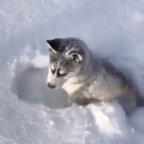 husky and malamuteのインスタグラム：「Hi😃😃」