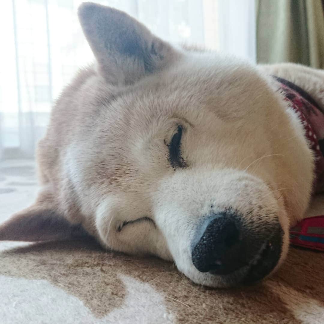 柴子さんのインスタグラム写真 - (柴子Instagram)「おはようございます。 今日は寝正月(笑) #柴犬　#shibainu #shibastagram」1月3日 10時24分 - senogawadogs