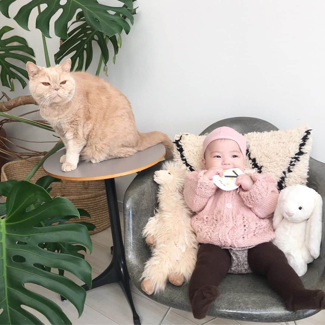 濱中鮎子のインスタグラム：「お嬢、今日で7ヶ月。  もうそんな経つのか。いやいやまだそんなものか。  ゆーっくりお正月から離乳食をスタートしたお嬢。 がっついてます！！ すくすく育てー！  #7months  #最近奇声を上げるのがブーム #右手をぐぅぱぁぐぅぱぁがブーム #おっぱい嫌がる #ミルクに頼り過ぎたかな #寂しい #あっさり卒乳か #🍼😭😭 #意識低い系母 #ファーストスプーンその辺にあったもの使った  #ちゃんとします」