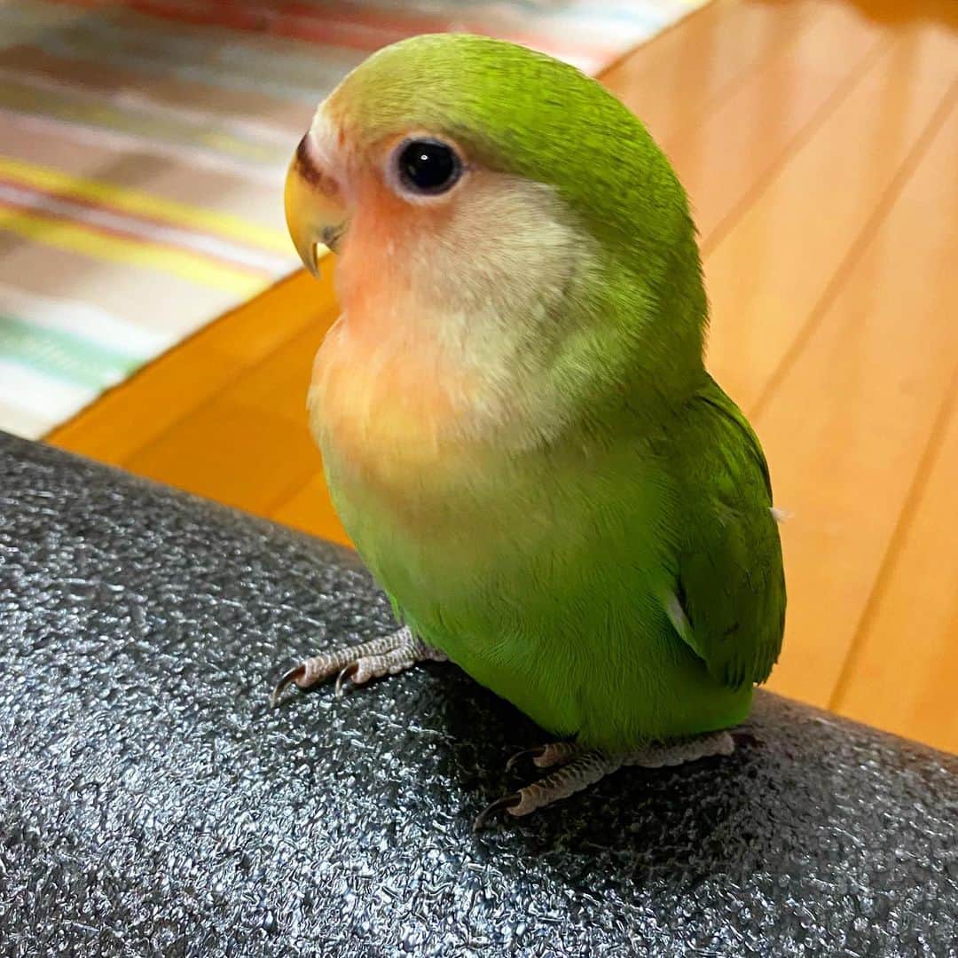 のインスタグラム：「#ストレッチポール #に乗る #コザクラインコ #インコスタグラム #名前はすだち #通称ちっち #だいぶくちばしの茶色の部分がなくなって来て成鳥に近づきつつある #コザクラインコ好きな人と繋がりたい #インコ好きな人と繋がりたい #今日もたくさん遊んだよ #ラブバード #parakeet #birdstagram #lovebird」
