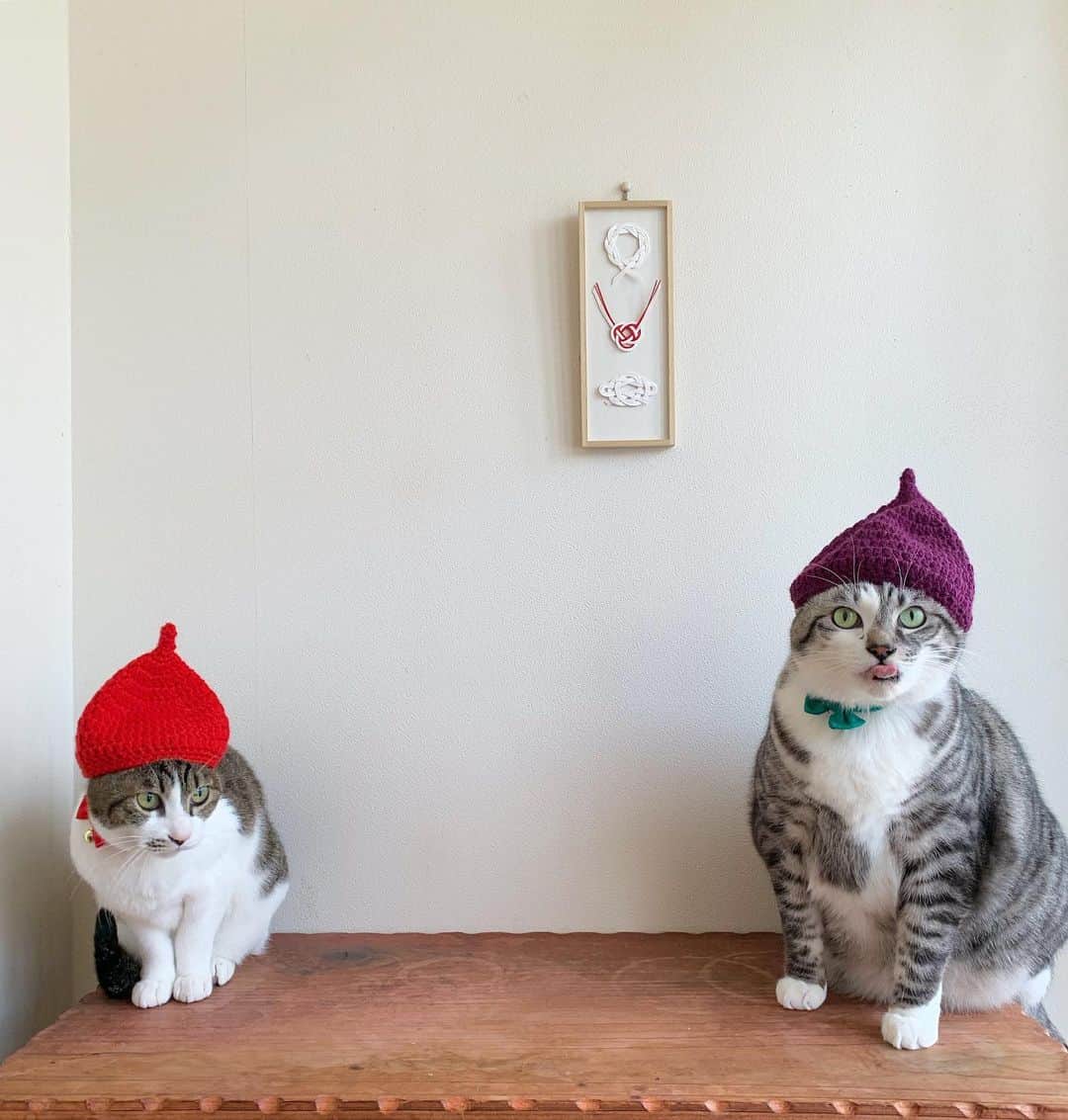 ?りっこ?さんのインスタグラム写真 - (?りっこ?Instagram)「＊ ＊ 🌿  USAKO 🌿 🌿  HARUTAROU 🌿 ＊ ・ お帽子 ♬ ＊ ＊ ❈*❋⁎❈*❋⁎❈*❋⁎❈*❋⁎❈*❋⁎❈* ＊ ＊ #cats_of_instagram  #TheDailyKitten #bestcats_oftheworld  #cats_of_world  #balousfriends  #catloversclub  #cat_features #catstocker #themeowlife  #sweetcatstime  #thedailykitten #cats_of_instworld #IGersJP #happypetclub #bestmeow #保護猫 #Excellent_Cats  #pleasantcats  #catsofday #happycatclub #sweetcatclub #帽子 #instacat_meows #cutieanimalspage #cutecatshow #thedailykitten #毛糸の帽子  #sweetcatonline #nyancon01 #朝ワンコ夕ニャンコ ＊ ＊ 🌿🌿🌿🌿🌿🌿🌿🌿🌿🌿🌿🌿🌿🌿🌿」1月3日 21時48分 - usako_honma