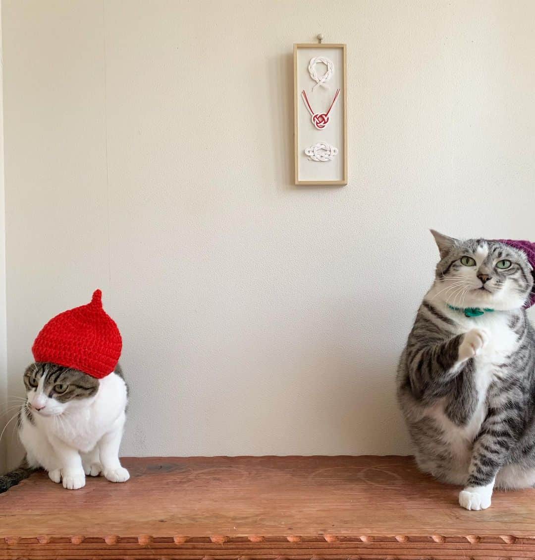 ?りっこ?さんのインスタグラム写真 - (?りっこ?Instagram)「＊ ＊ 🌿  USAKO 🌿 🌿  HARUTAROU 🌿 ＊ ・ お帽子 ♬ ＊ ＊ ❈*❋⁎❈*❋⁎❈*❋⁎❈*❋⁎❈*❋⁎❈* ＊ ＊ #cats_of_instagram  #TheDailyKitten #bestcats_oftheworld  #cats_of_world  #balousfriends  #catloversclub  #cat_features #catstocker #themeowlife  #sweetcatstime  #thedailykitten #cats_of_instworld #IGersJP #happypetclub #bestmeow #保護猫 #Excellent_Cats  #pleasantcats  #catsofday #happycatclub #sweetcatclub #帽子 #instacat_meows #cutieanimalspage #cutecatshow #thedailykitten #毛糸の帽子  #sweetcatonline #nyancon01 #朝ワンコ夕ニャンコ ＊ ＊ 🌿🌿🌿🌿🌿🌿🌿🌿🌿🌿🌿🌿🌿🌿🌿」1月3日 21時48分 - usako_honma