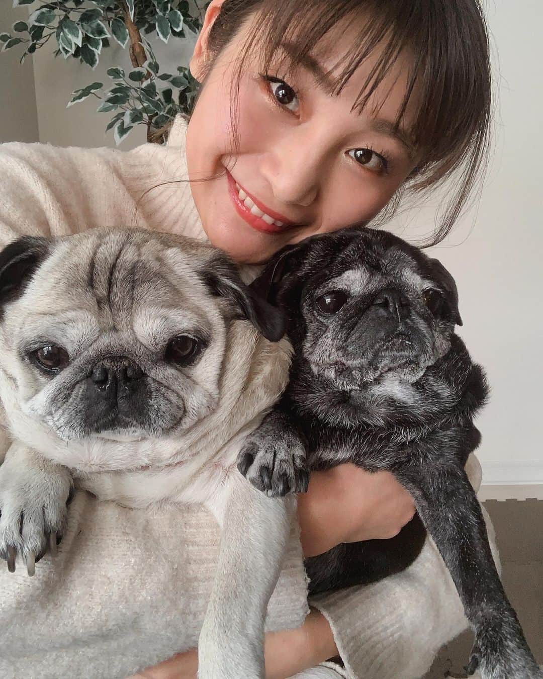 畑中奈緒美さんのインスタグラム写真 - (畑中奈緒美Instagram)「・ 🐶🐶｛今年もよろしくお願い致します‼︎ ・ #pug #dog #family #love #cute #パグ」1月3日 13時24分 - hatanaka_naomi