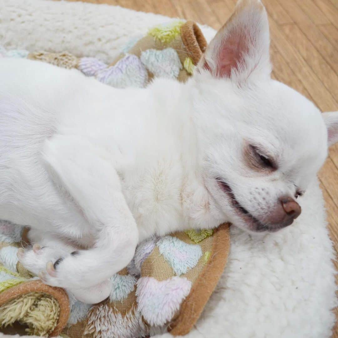 KORIKIのインスタグラム：「スヤスヤ * #dogofsapporo #dog, #dogs, #dogstagram,#chihuahua,#犬バカ部,#チワワ,#koriki, #hanadog #白スムチ連合会, #スムチー,  #dogofthedayjp, #dogoftheday  #ilovemydog #instadog #instapet #WhiteChihuahua  #吉娃娃 #치와와  #dogsofinstagram #Chihuahualover  #ชิวาวา #チワワの輪 #barkbox #WhiteChihuahuaParty #もふもふモフモフ」