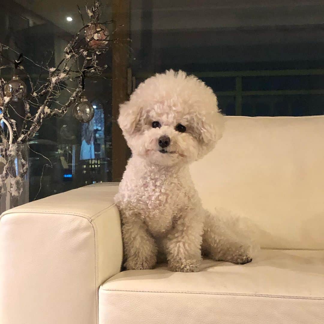 シン・セギョンのインスタグラム：「꼬질이❣️」