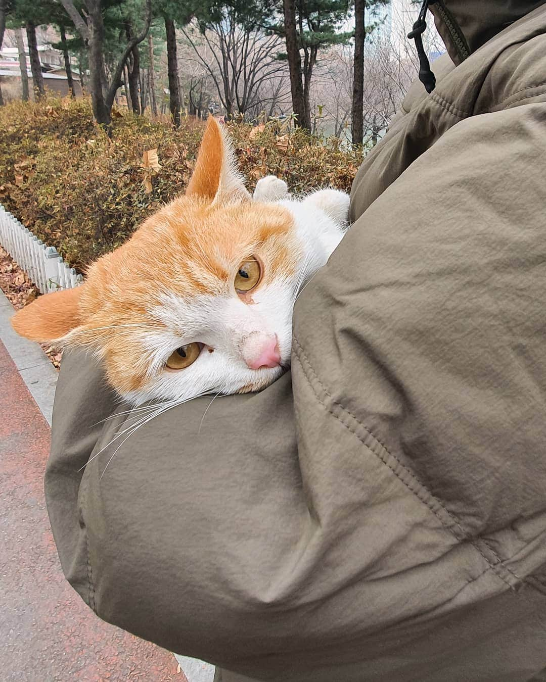 フェルナンダ・リーさんのインスタグラム写真 - (フェルナンダ・リーInstagram)「This cat jumped into my lap while I was trying to take a photo of it. 😭😭😭😭😭 〰️〰️〰️〰️〰️ やばい😭  野良猫ちゃんの写真を撮るながら、 私の膝を登った。 もしかして心が繋げていたかな？ 病気を引けばもかまわない🥰🥰」1月3日 13時53分 - warukatta