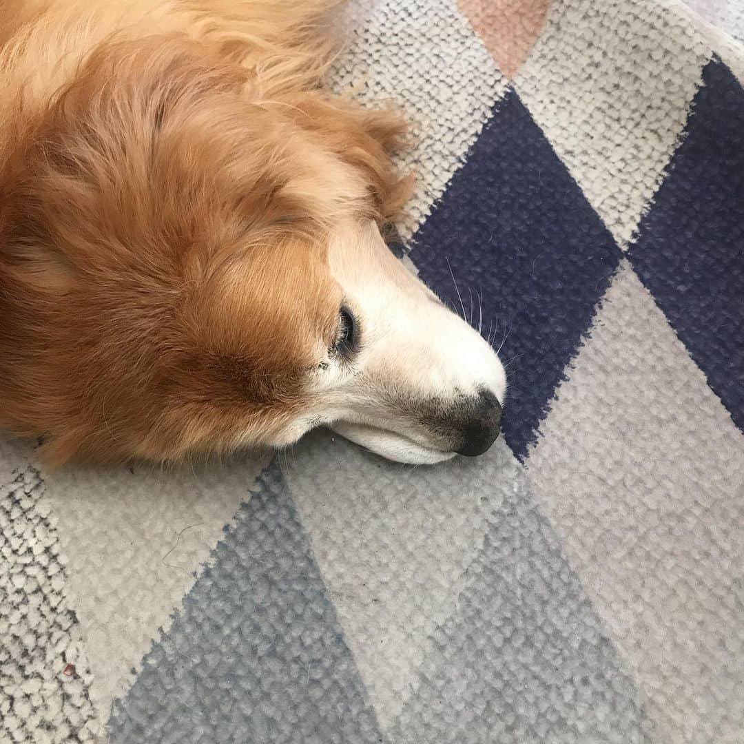 Hoykong&Plamuekのインスタグラム：「Another lazy day」