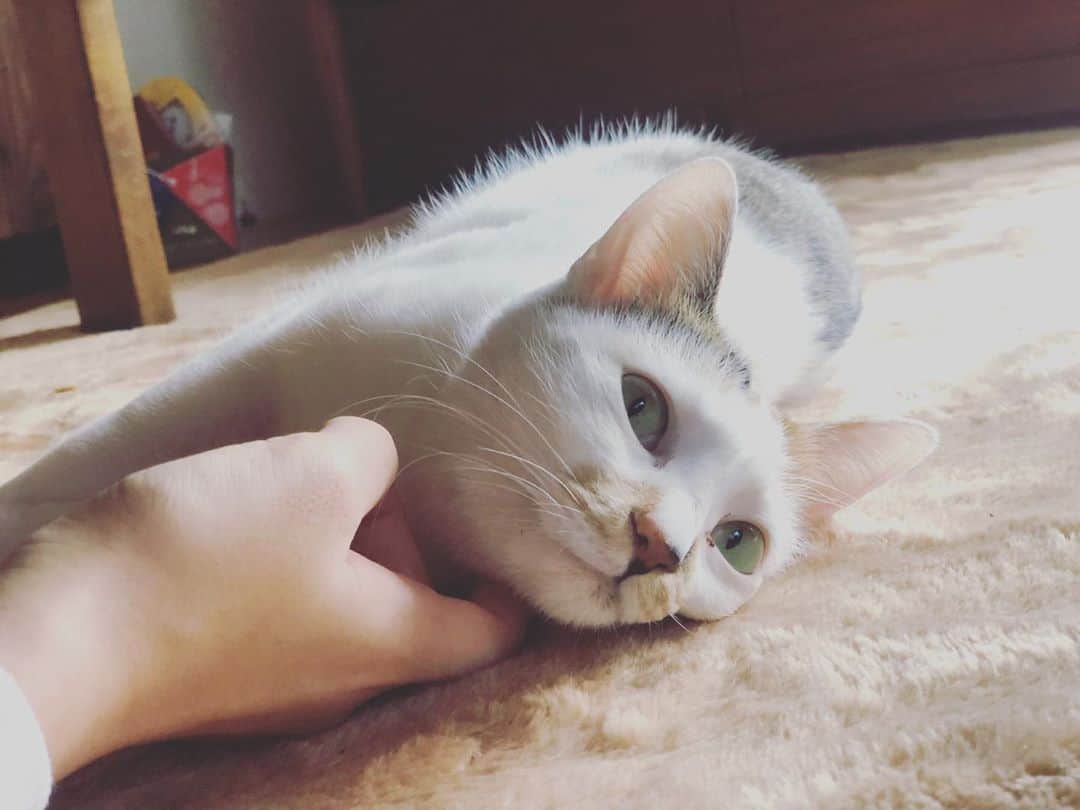 新井愛瞳さんのインスタグラム写真 - (新井愛瞳Instagram)「いとこ家にて新年のご挨拶。 大きくなったなぁ。 #猫 #cat」1月3日 14時38分 - arai_manami_official