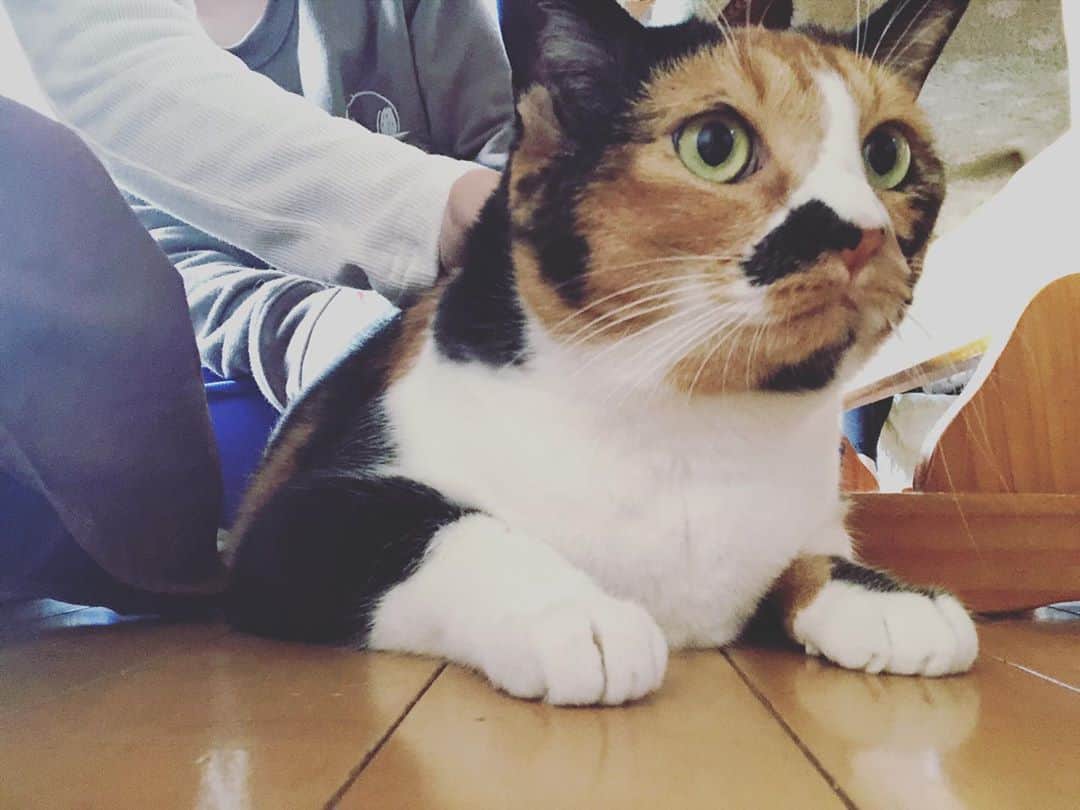 新井愛瞳さんのインスタグラム写真 - (新井愛瞳Instagram)「いとこ家にて新年のご挨拶。 大きくなったなぁ。 #猫 #cat」1月3日 14時38分 - arai_manami_official